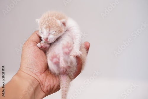 Hand holding cute little kitten newborn with white background.