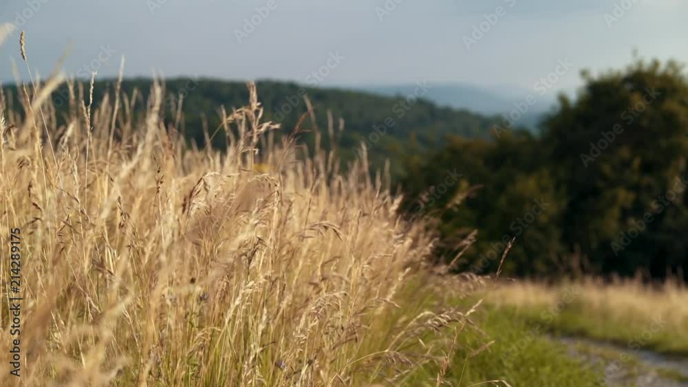 Grass in Summer Sunlight Grass in Summer Sunlight