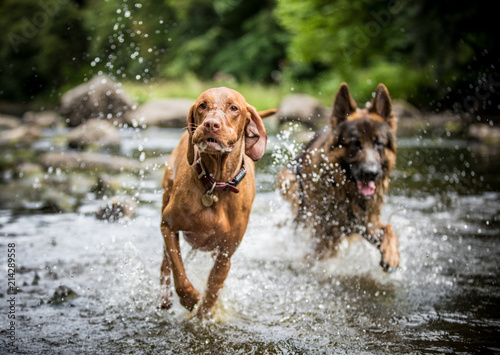 The Hungarian Vizsla