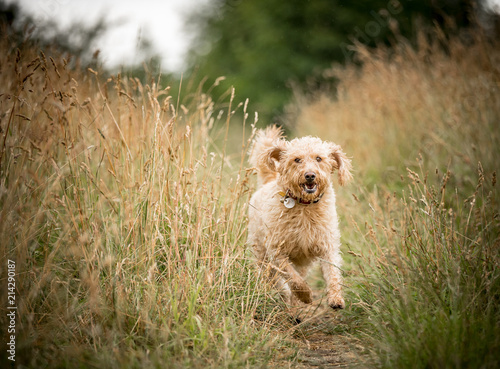 The Golden Labradoodle