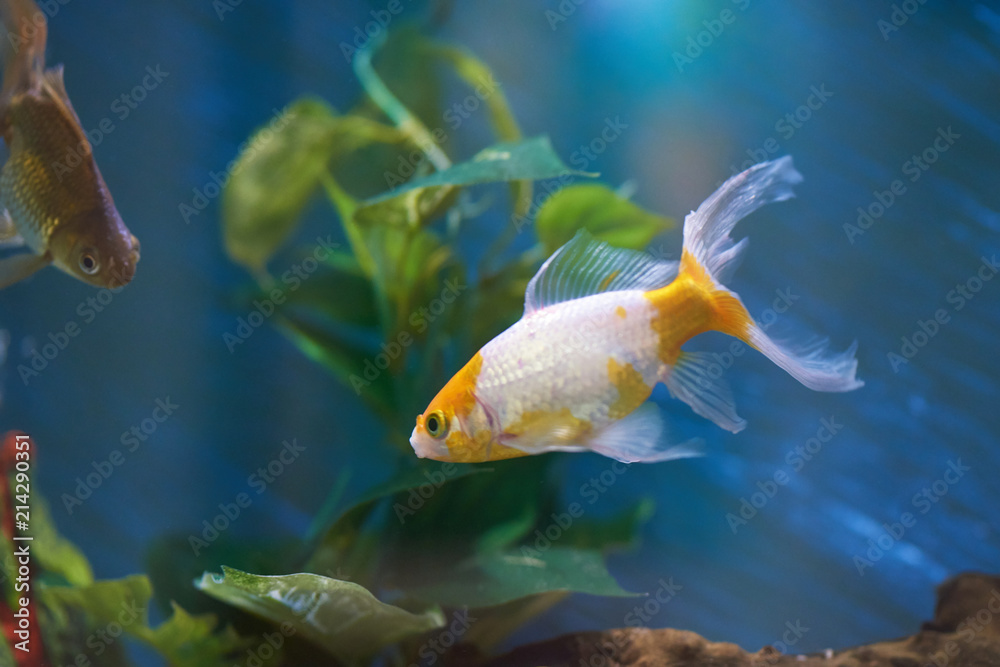 Gold fish swim in blue water