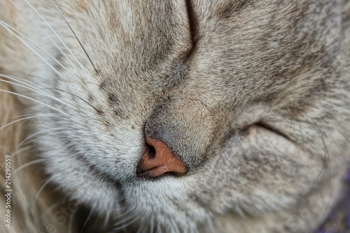 brown nose on the snout of a sleeping gray cat
