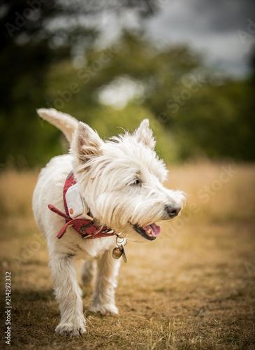 West Highland Terrier © SAJ
