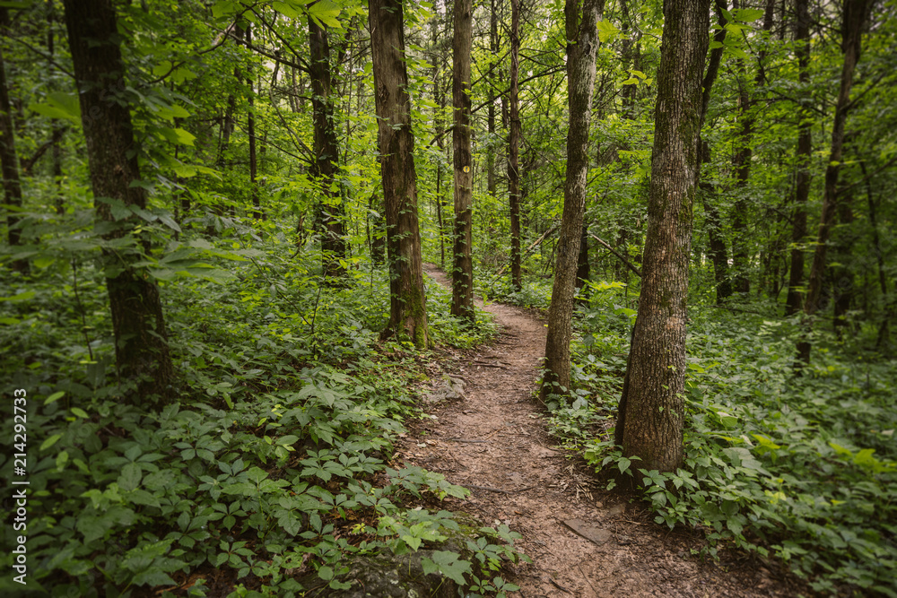 Obraz premium Hiking Trail