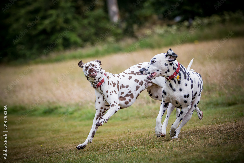 Dalmatians at Play