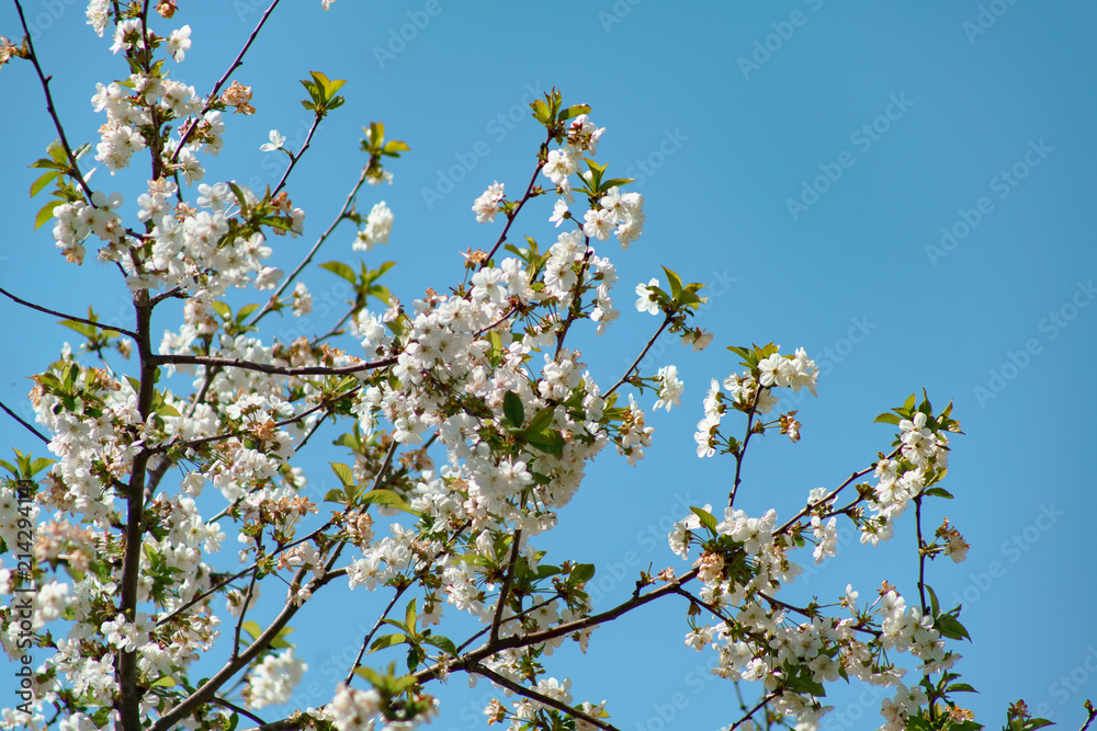 branches of blossoming cherries against the blue sky branches of blossoming cherries against the blue sky