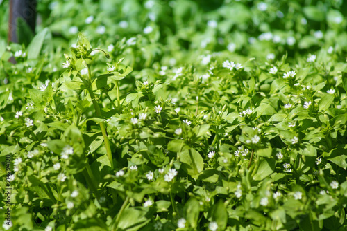 Spring greens with small white flowers