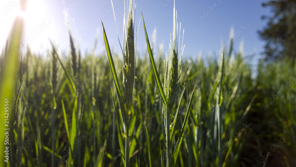 Wheat Planting