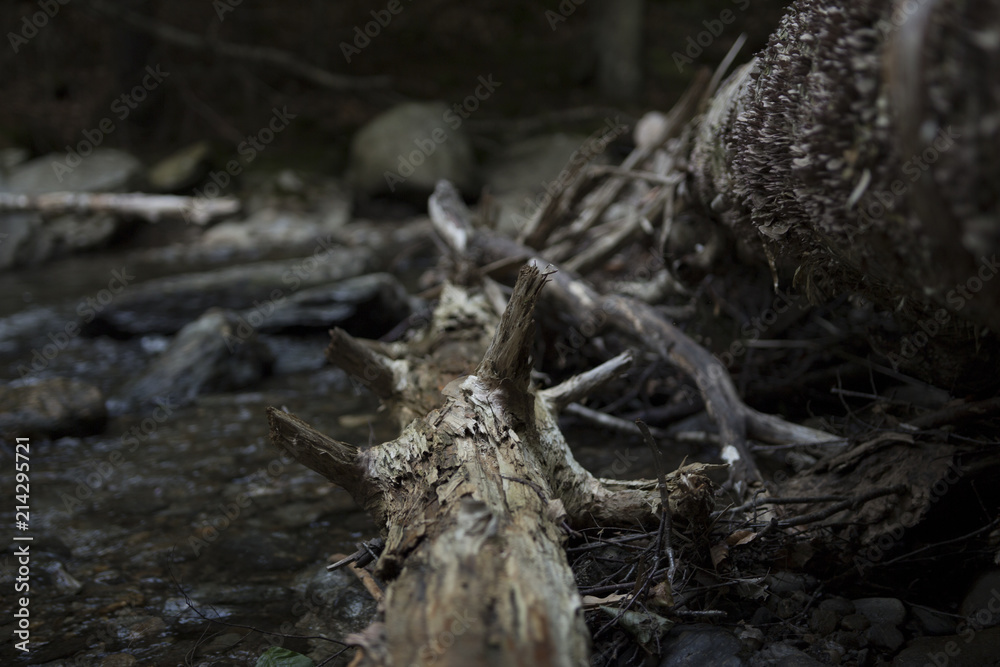 Twigs in the forest Twigs in the forest