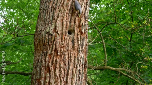 Eurasian nuthatch (Sitta europaea) feeding chicks in nest photo