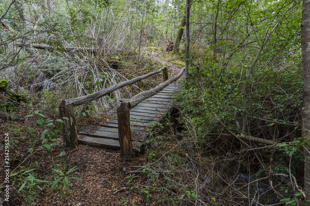 Fototapeta premium Wooden bridge in the forest