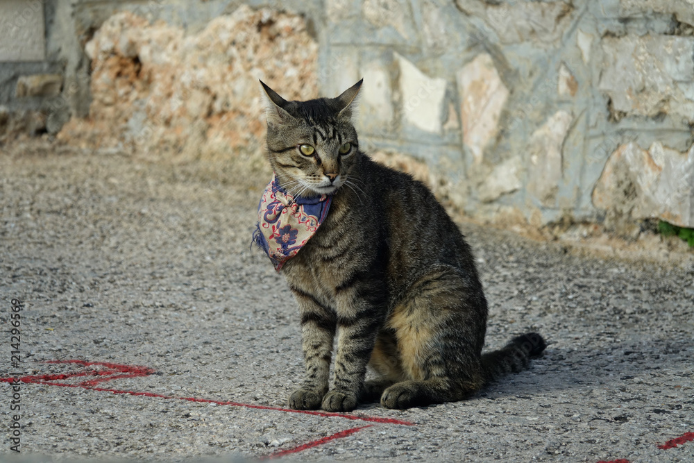Beautiful cat with kerchief in Croatia Beautiful cat with kerchief in Croatia