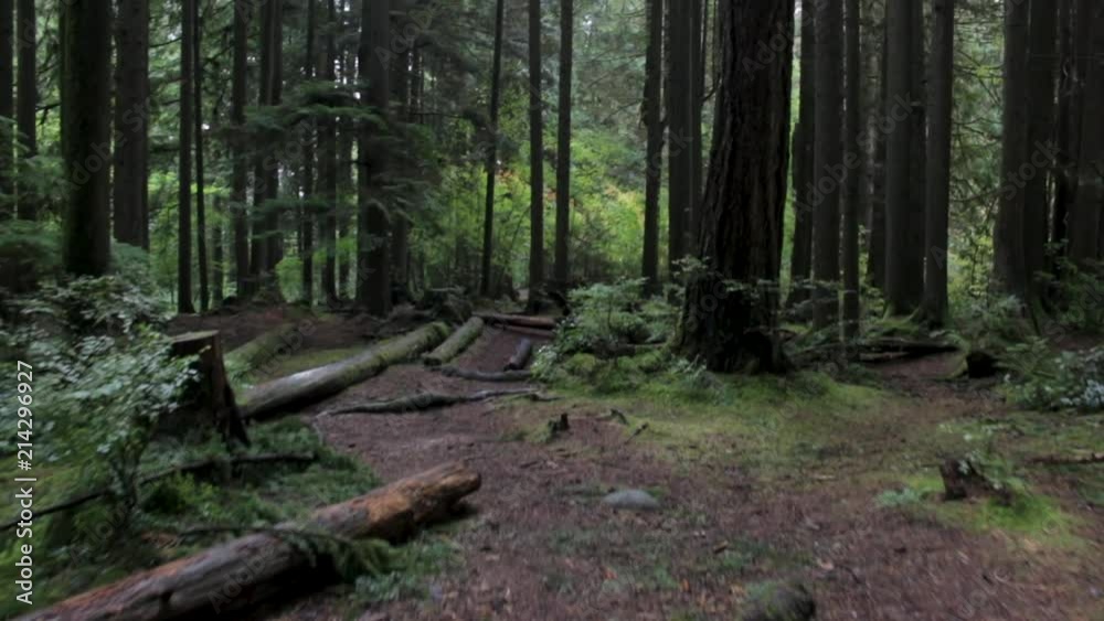 Walking Through Lush Green Forest Walking Through Lush Green Forest