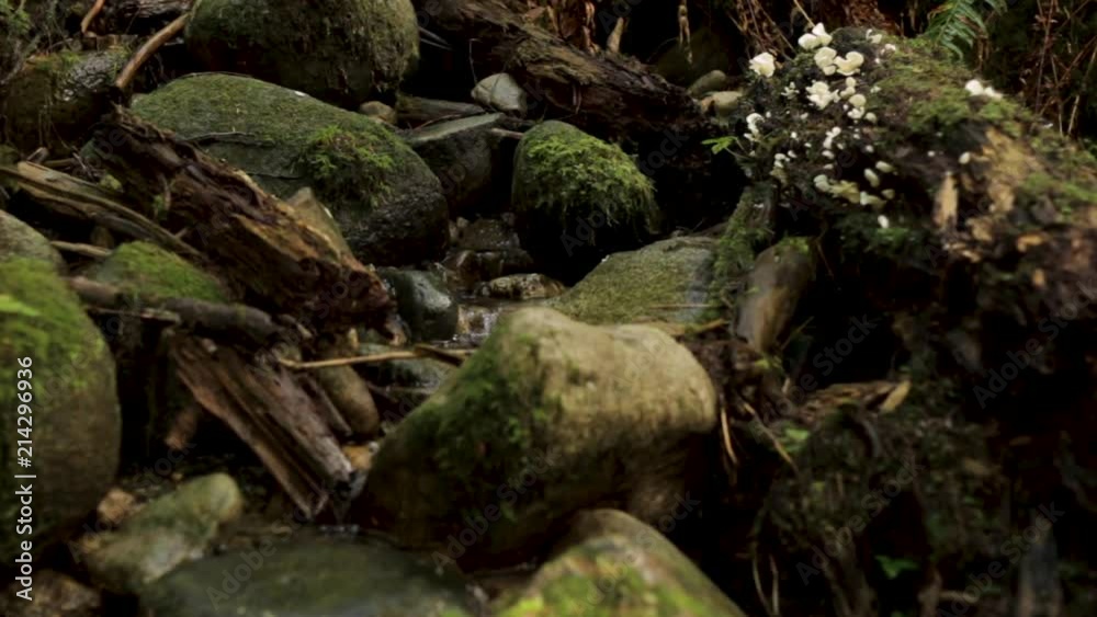 Water Trickling Down Mossy Rocks In Forest Water Trickling Down Mossy Rocks In Forest