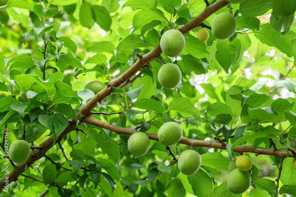 Japanese plam - ume - harvest for liqueur Japanese plam - ume - harvest for liqueur