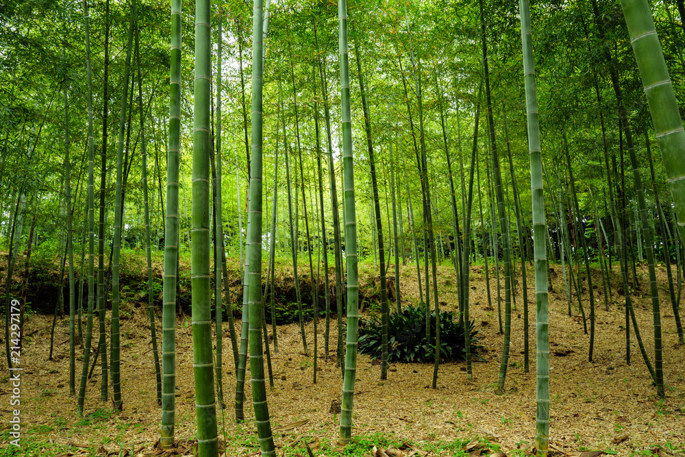 bamboo shoot harvest in Japan 