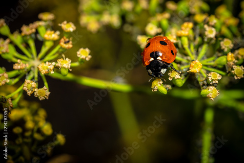 Ladybug on the plant