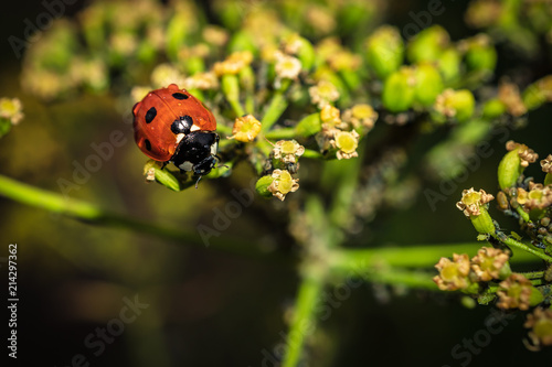 Ladybug on the plant