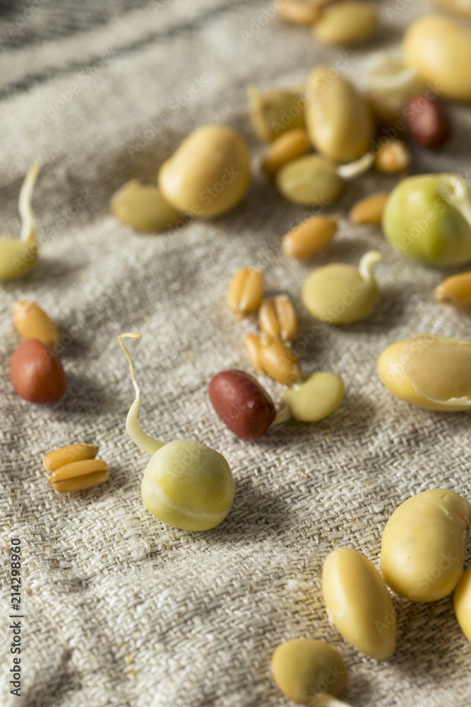 Assorted Raw Sprouted Beans Legumes