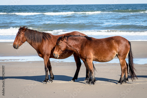 horses on the beach 