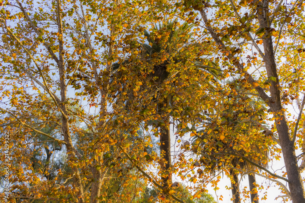 Fototapeta premium Untitled