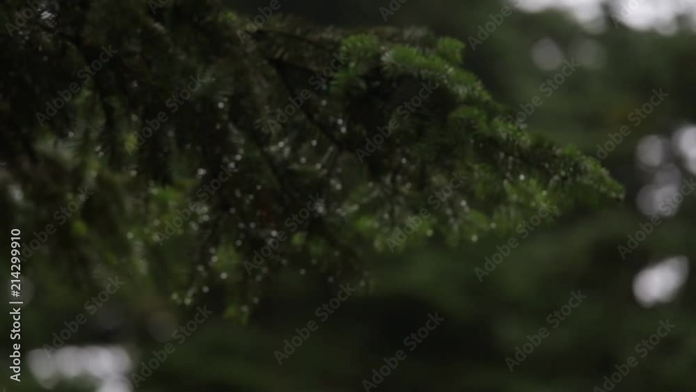Rack focus to the swinging tree branch with waterdrop Rack focus to the swinging tree branch with waterdrop