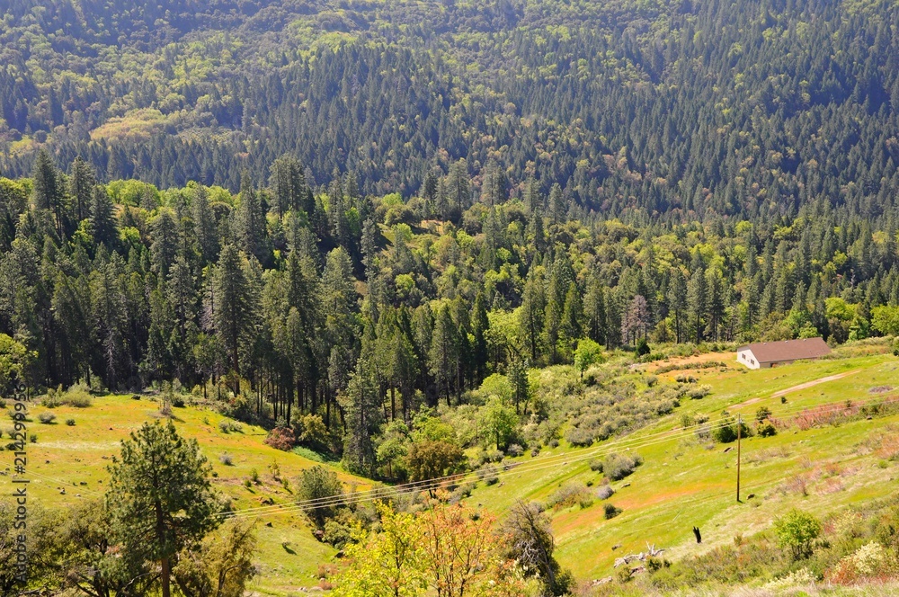 Beautiful Landscape of forests in Spring in California, United States