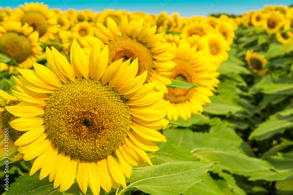 Sunflowers field, summer landscape.