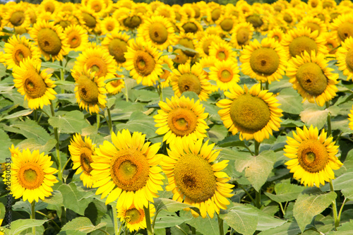 Fototapeta Naklejka Na Ścianę i Meble -  Sunflowers field, summer landscape.