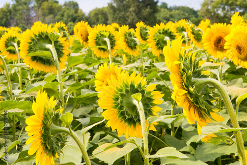 Sunflowers field, summer landscape.