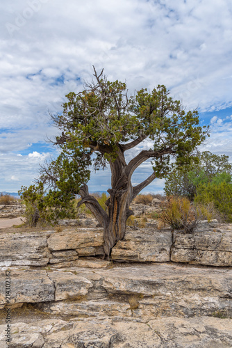 Juniper Tree Textures photo