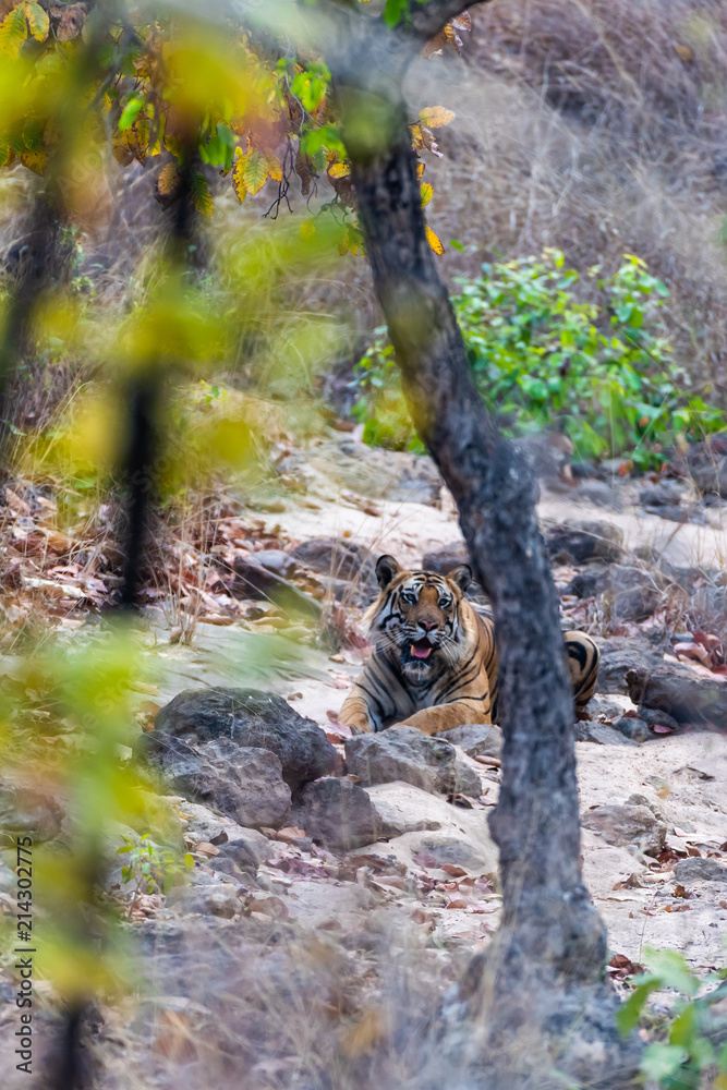 Obraz premium Tiger lying in riverbed behind tree