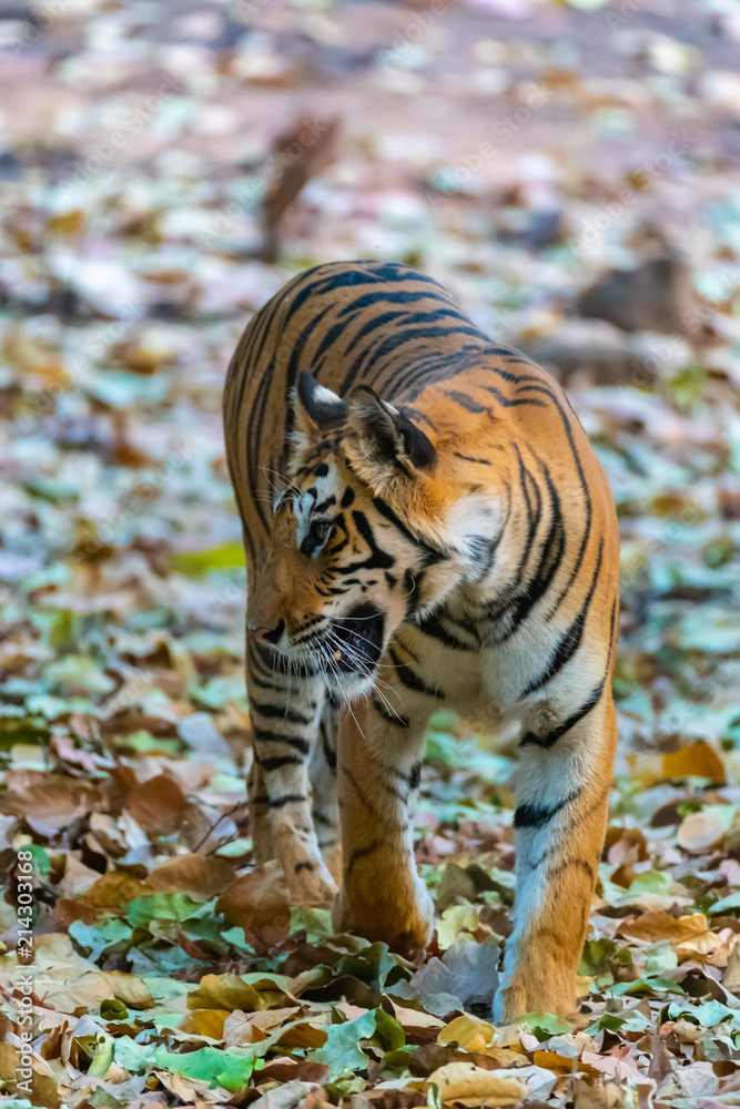 Fototapeta premium Tiger looking over shoulder