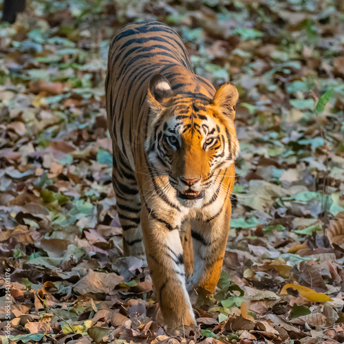 Tiger walking through forest on leafy forest floor