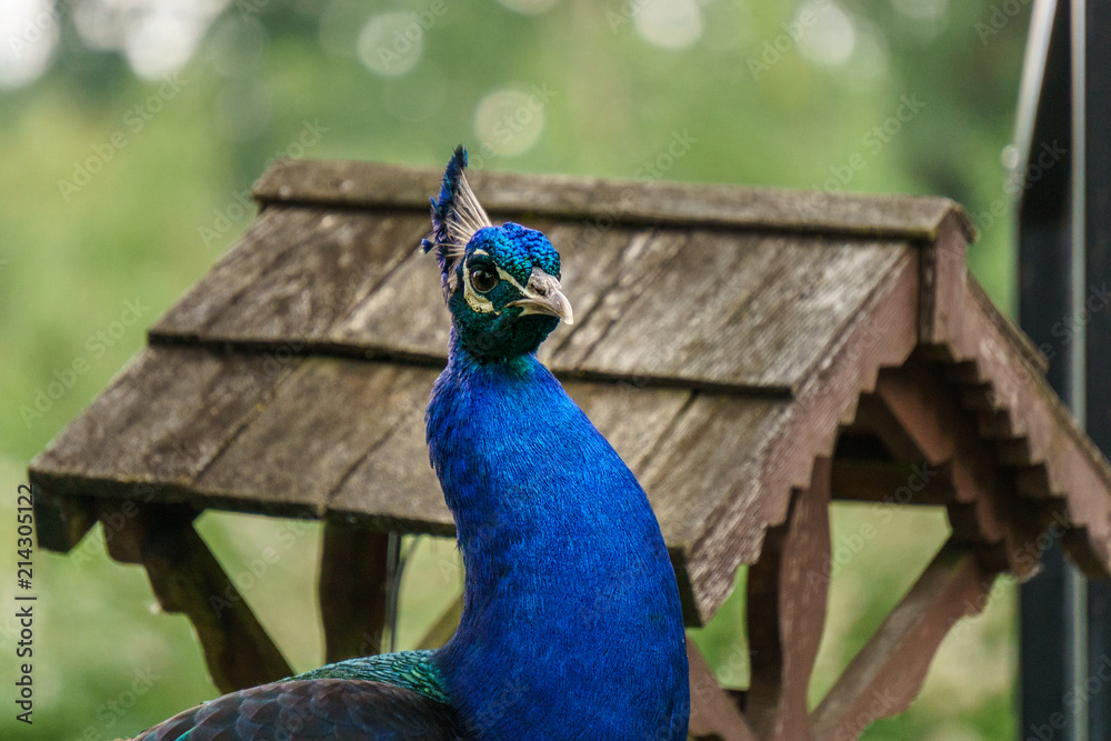 Obraz premium Close up image of a blue male peacock.