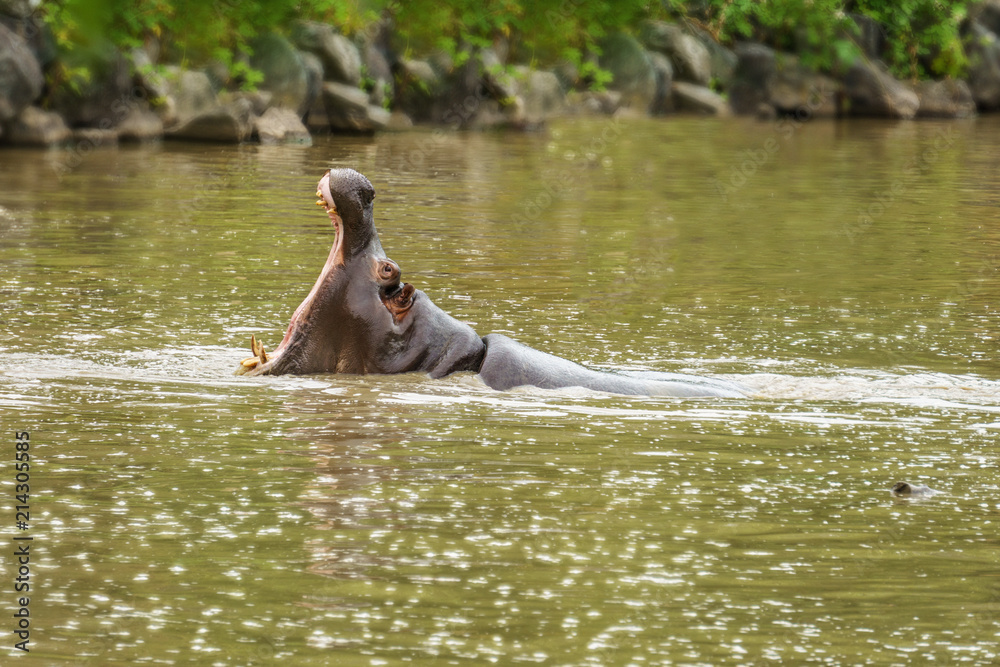 Fototapeta premium Hippopotamuses Showing Huge Jaw in the water.