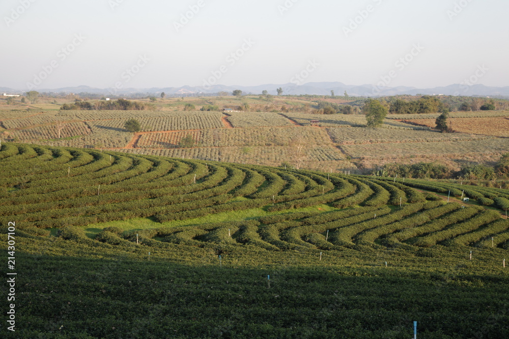 tea farm and other farm