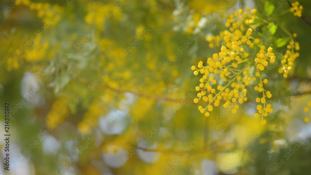 ミモザの花
ミモザの花