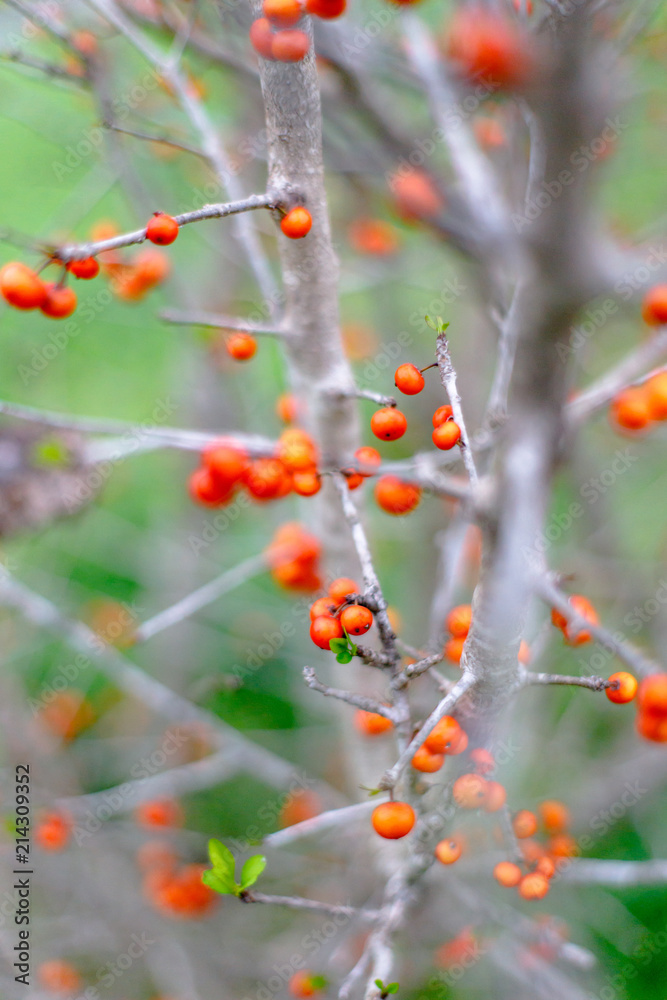 Slanted Cherry Cluster Slanted Cherry Cluster