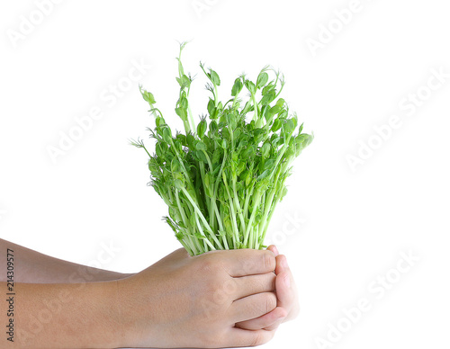 Sapling  Peas in hand split on a white background.