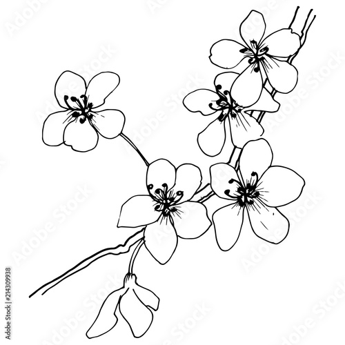 Sakura in a vector style isolated. Full name of the plant: sakura. Vector flower for background, texture, wrapper pattern, frame or border.