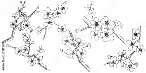 Sakura in a vector style isolated. Full name of the plant: sakura. Vector flower for background, texture, wrapper pattern, frame or border.
