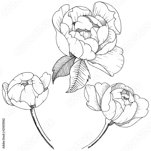 Peony flower in a vector style isolated. Vector flower for background, texture, wrapper pattern, frame or border.