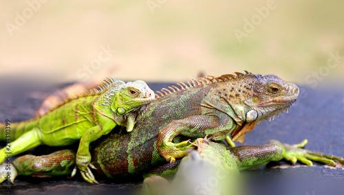 Photo of a close-up funny iguana © tanor27