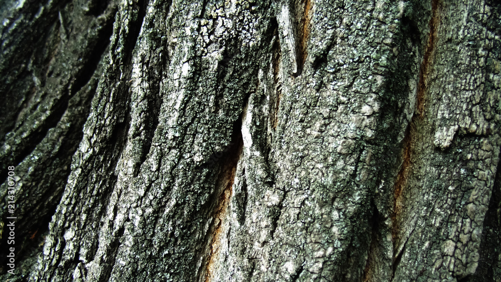 Obraz premium Abstract bark texture. Wooden background