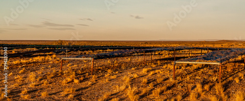 Seaweed drying at sunset photo