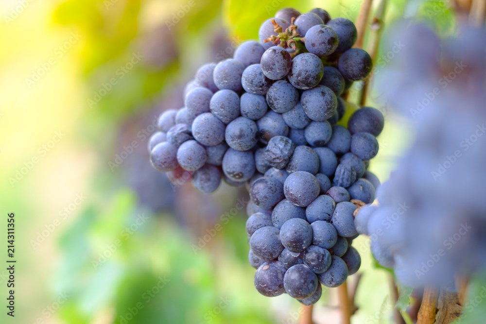 freshly Shiraz grapes, Vineyards in autumn harvest freshly Shiraz grapes, Vineyards in autumn harvest