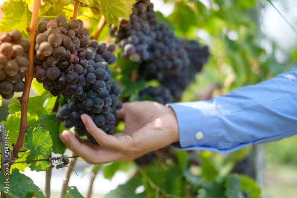 Farmers hand holding freshly Shiraz grapes, Vineyards in autumn harvest