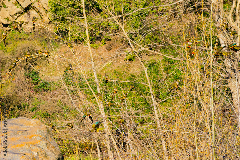 nido del loros triache en arboles lorera pájaros en rio nido del loros triache en arboles lorera pájaros en rio