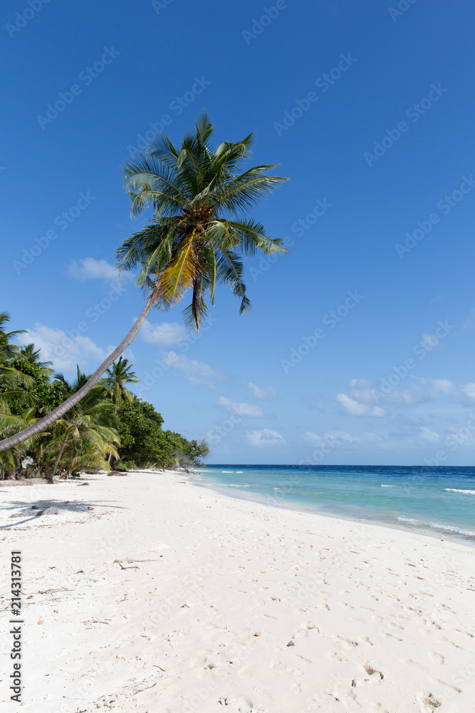 Fototapeta premium Tropical beach with palm tree